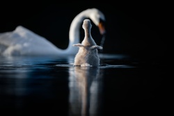 Swan Birds and Baby Portrait Pic