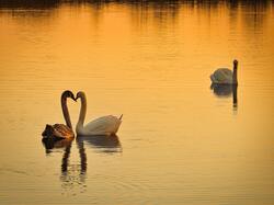 Swan Birds in Lake