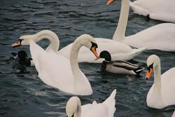 Swan Birds in Water
