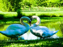 Swan Creating Heart Shape