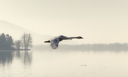 Swan Flying in Sky