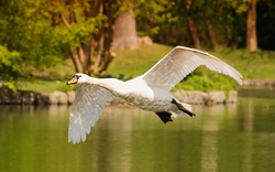 Swan Flying with Wing