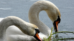Swan in Lake Bird 4K Photo