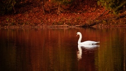 Swan in Lake HD Wallpaper