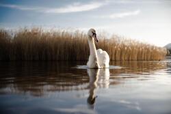 Swan in River Beautiful Bird Photography