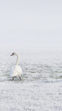 Swan in Snow