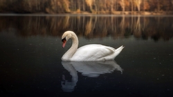 Swan in Water HD Wallpaper