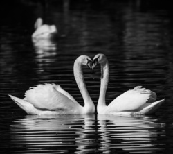Swan Love Pic