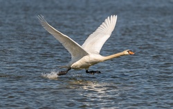 Swan Over The Water