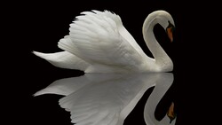 Swan Reflection Photo