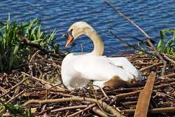 Swan Resting In Nest Near A Lake 4K Wallpaper