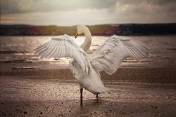 Swan Showing Wings Near The Beach