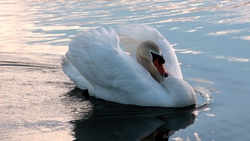 Swan Swim in Lake 3840x2160 Pic