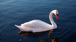Swan Swimming in Lake