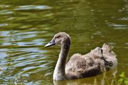 Swan Swimming In River 4K Wallpaper