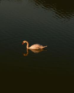 Swan Swimming in River