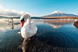 Swan Swimming on Water Image