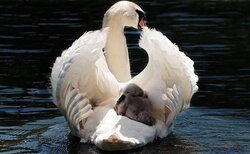 Swan Swimming with Her Baby