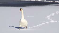 Swan Walking In Snow Field