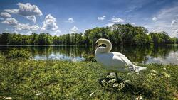 Swan Walking Near Lake