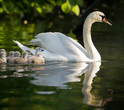 Swan With Flappers Pic