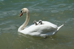 Swan with Two Beautiful Babies