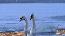 Swans Couple in Lake