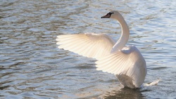 Swans White Wings 4K