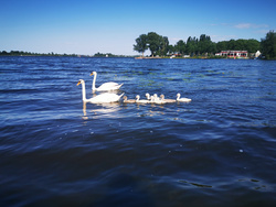 Sweet Swan Family Pic