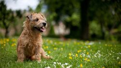 Terrier Dog in Garden