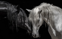 The Black And The White Horse