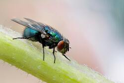 The Fly Wallpaper