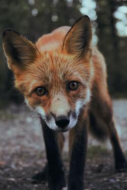 The Fox Animal in Forest