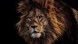 The King Lion 4K Wallpaper