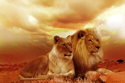 The Lion Couple in Forest Photo