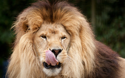 The Lion in Forest Portrait Photography