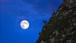 The Moon and Climbing Animal