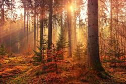 The Natural Beauty Forest During Sunrise