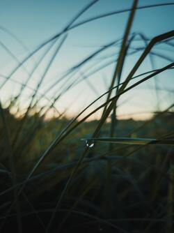 The Water Drop on Grass Rainy Season Pic