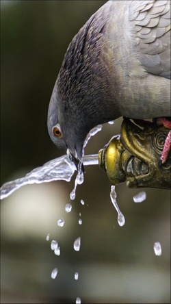 Thirsty Pigeon Bird Photo