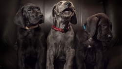 Three Black Dogs Sitting HD Wallpaper