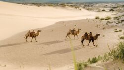 Three Camels Walking in Desert