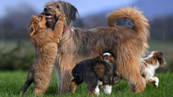 Three Dogs Playing and Love to Mother HD Wallpaper