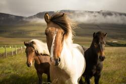 Three Horse Animal Wallpaper