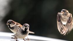 Three Indian Sparrow Bird HD Wallpaper