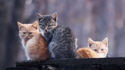 Three Kittens Sitting on Wood