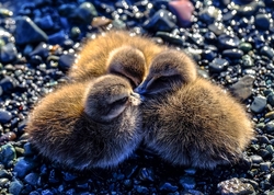 Three Little Ducks Photo