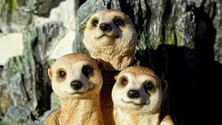 Three Meerkat Animal Photo