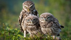 Three Owls Together