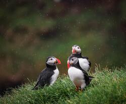 Three Puffins Baby